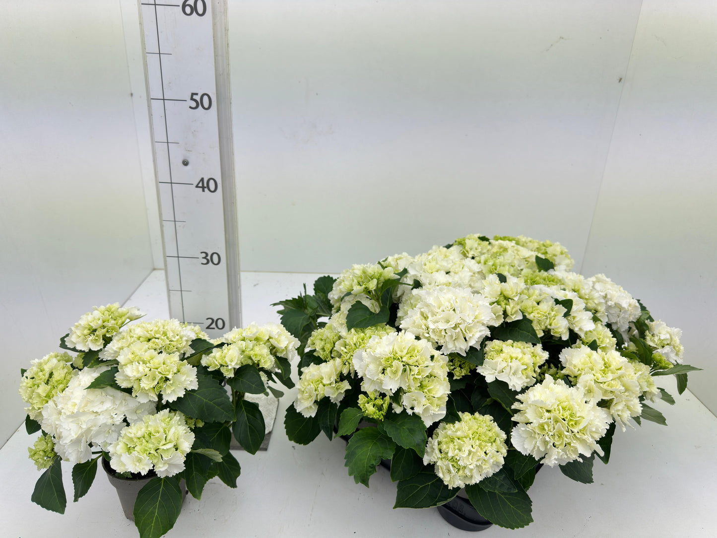 Hydrangea macrophylla Wudu 28cm 510cm Pot