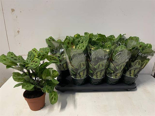 Maranta leuc. Fiesta 38cm 12cm Pot