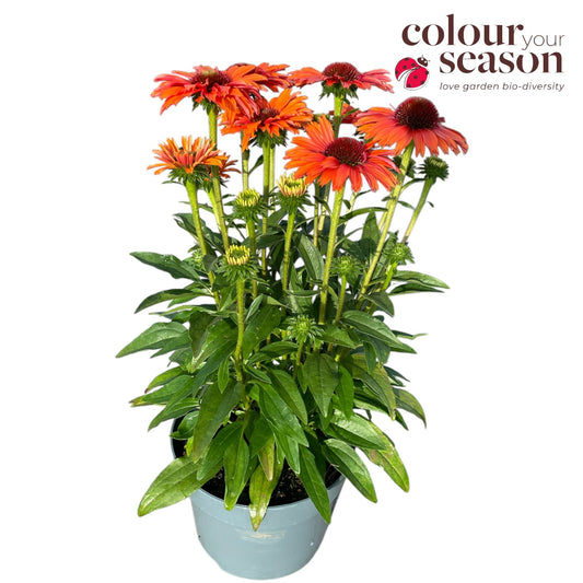 Echinacea Sunseekers Mineola 50cm 19cm Pot