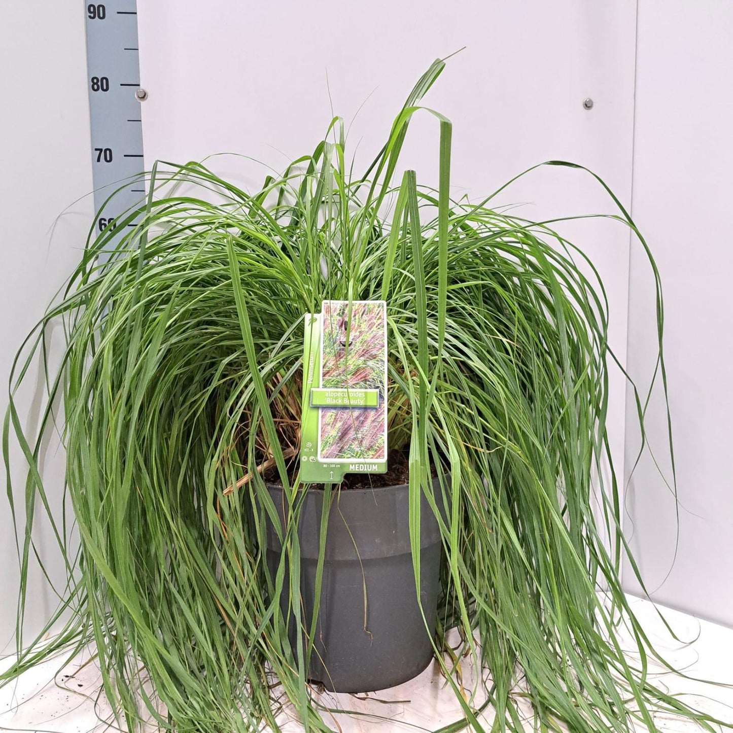 Pennisetum alopecuroides 65cm 29cm Pot
