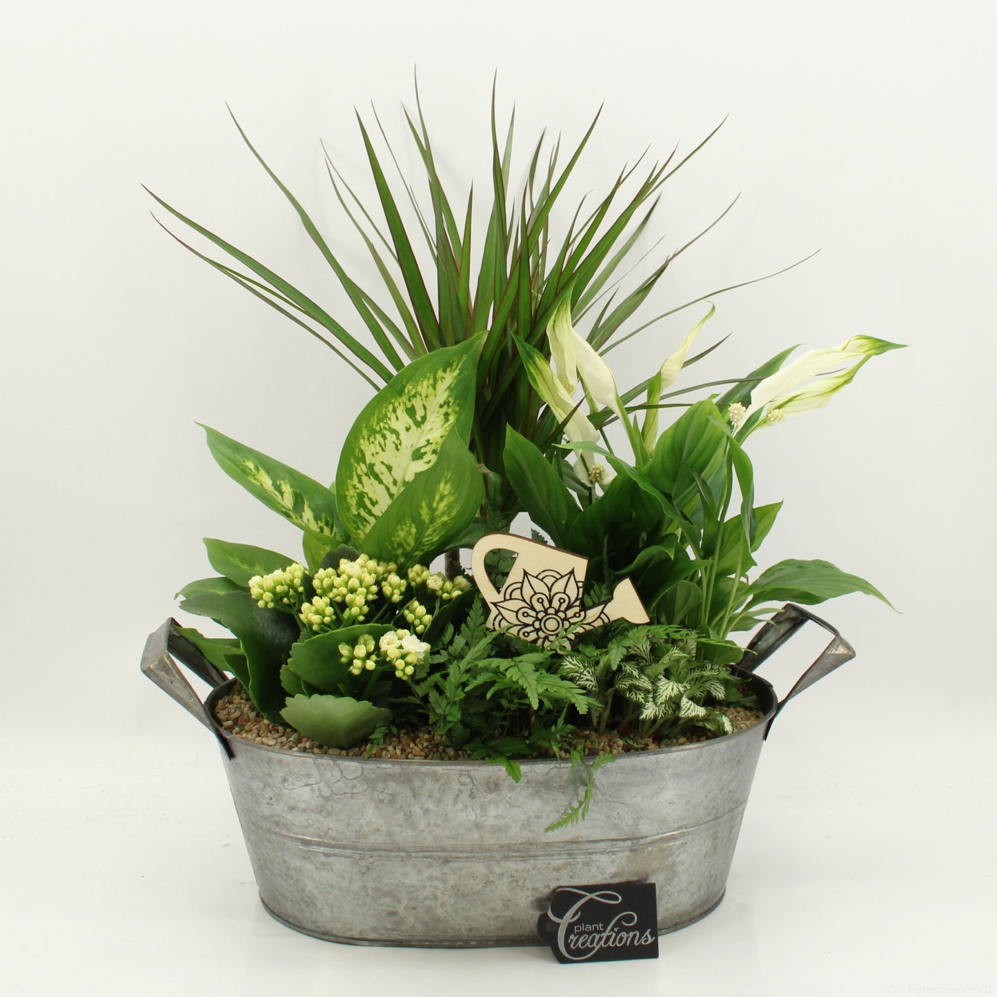 arr. Kamerplanten FDCR-2616W 50cm 32cm Pot