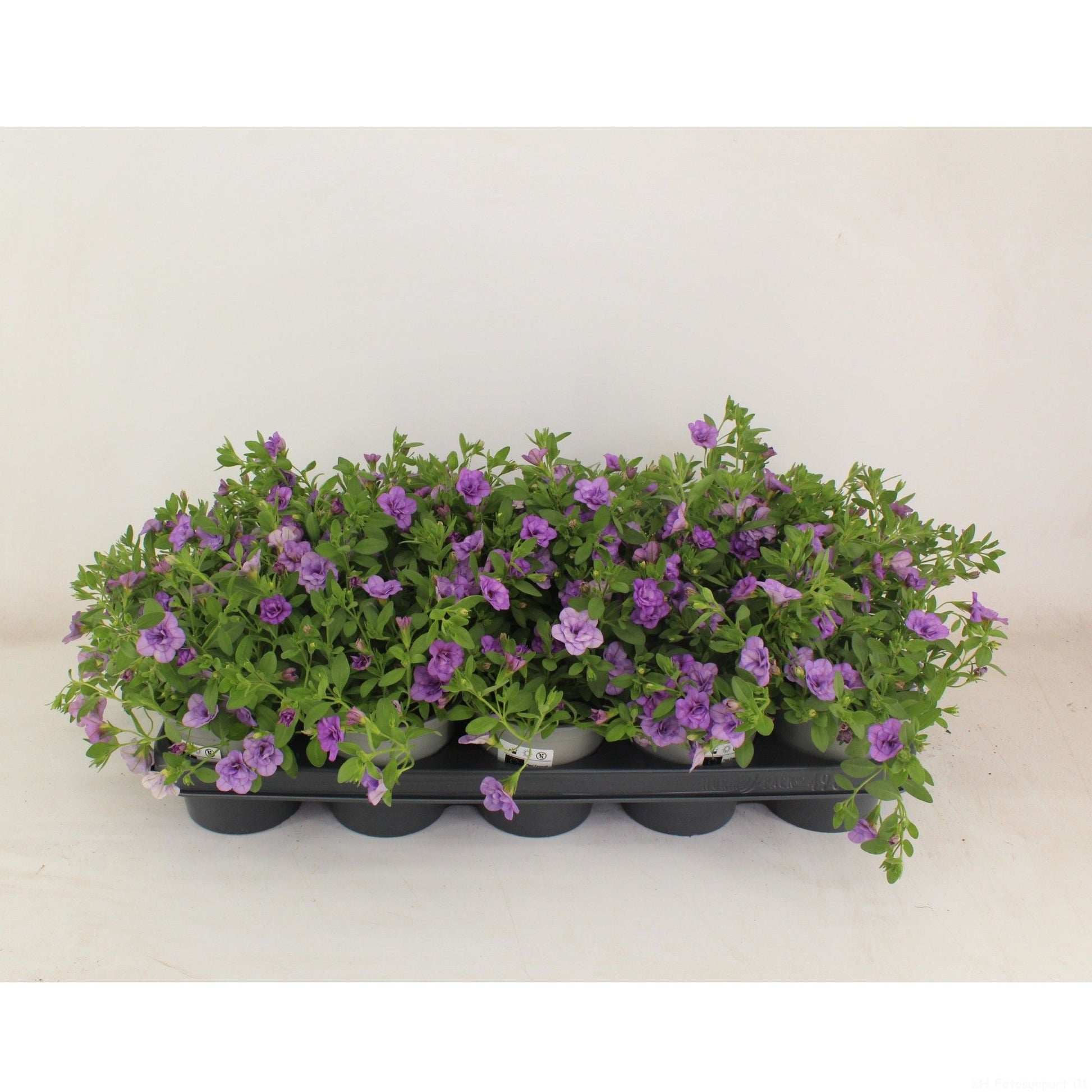 Calibrachoa Callie Double Light Blue 22cm 12cm Pot