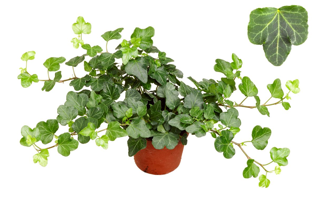 Hedera helix Wonder 8.5cm Pot