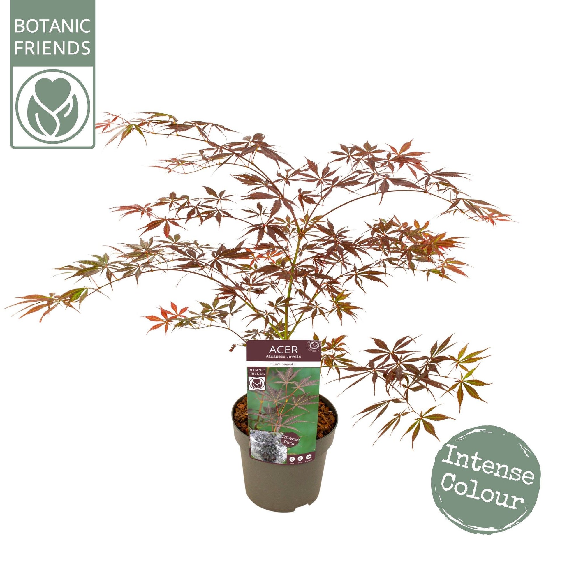 Acer Sumi-Nagashi 65cm 19cm Pot