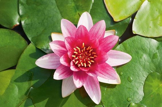 Nymphaea rood 40 cm mand moederplant 60cm 40cm Pot