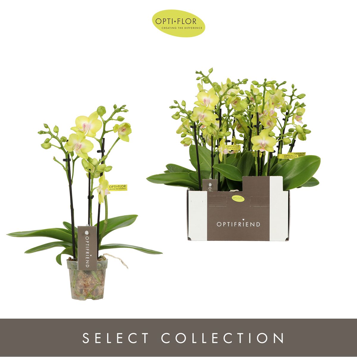 Phalaenopsis yellow 25cm 7cm Pot