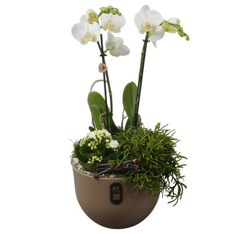 PTIB5165 Arrangementen kamerplanten 46cm 19cm Pot