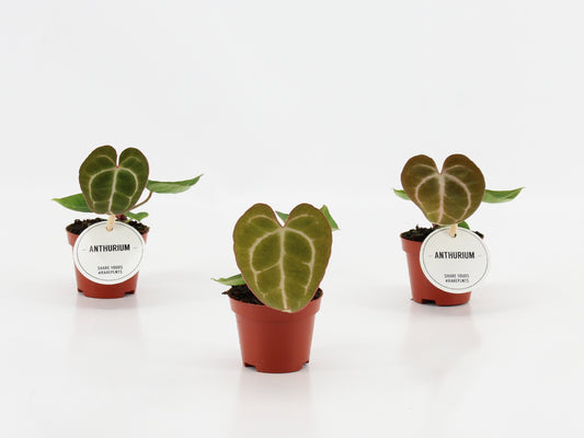 Anthurium andraeanum 15cm 6cm Pot