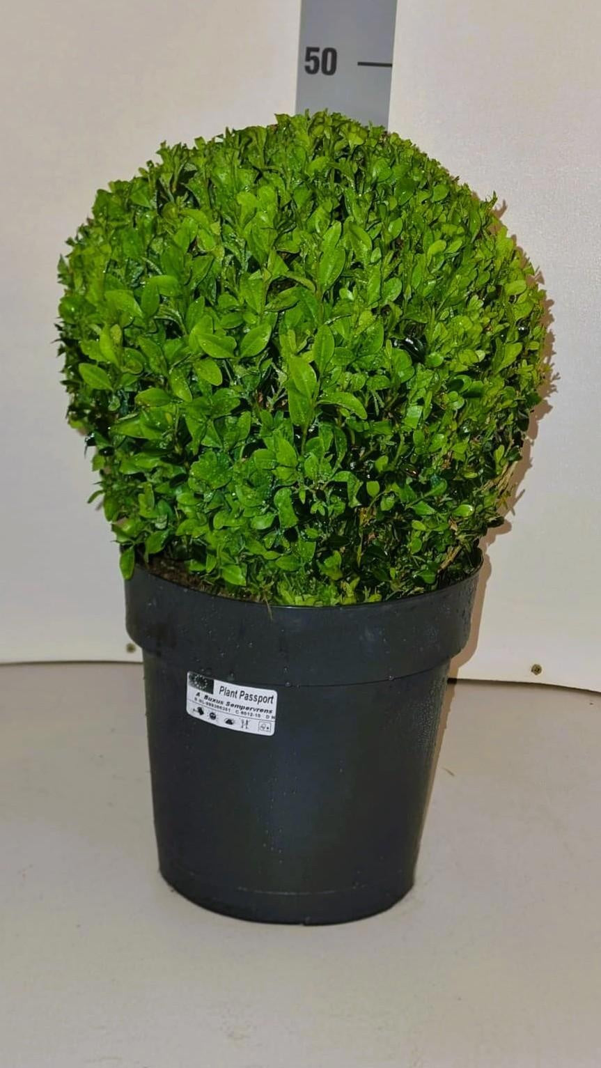 Buxus sempervirens ball 46cm 21cm Pot