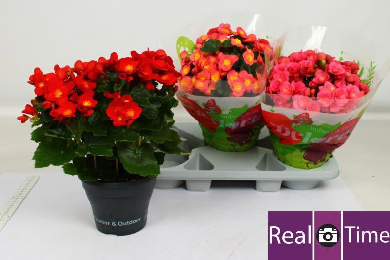 Begonia el. Belove mix 38cm 19cm Pot