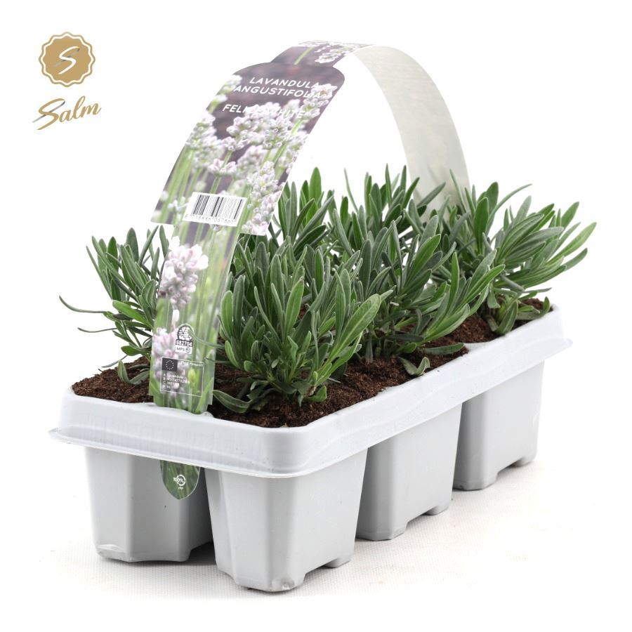 Lavandula angustifolia 20cm 1cm Pot