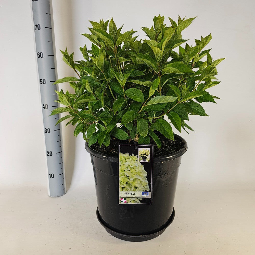 Hydrangea pan. Skyfall 85cm 38cm Pot
