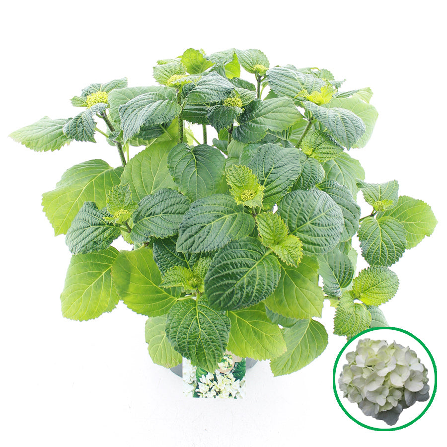 Hydrangea macrophylla white 45cm 23cm Pot