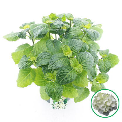 Hydrangea macrophylla white 45cm 23cm Pot