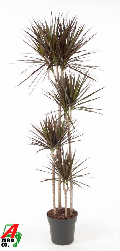 Dracaena Magenta 120-90-60-30 180cm 27cm Pot