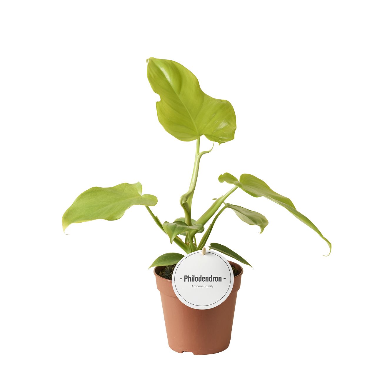 Philodendron Golden Violin 30cm 12cm Pot