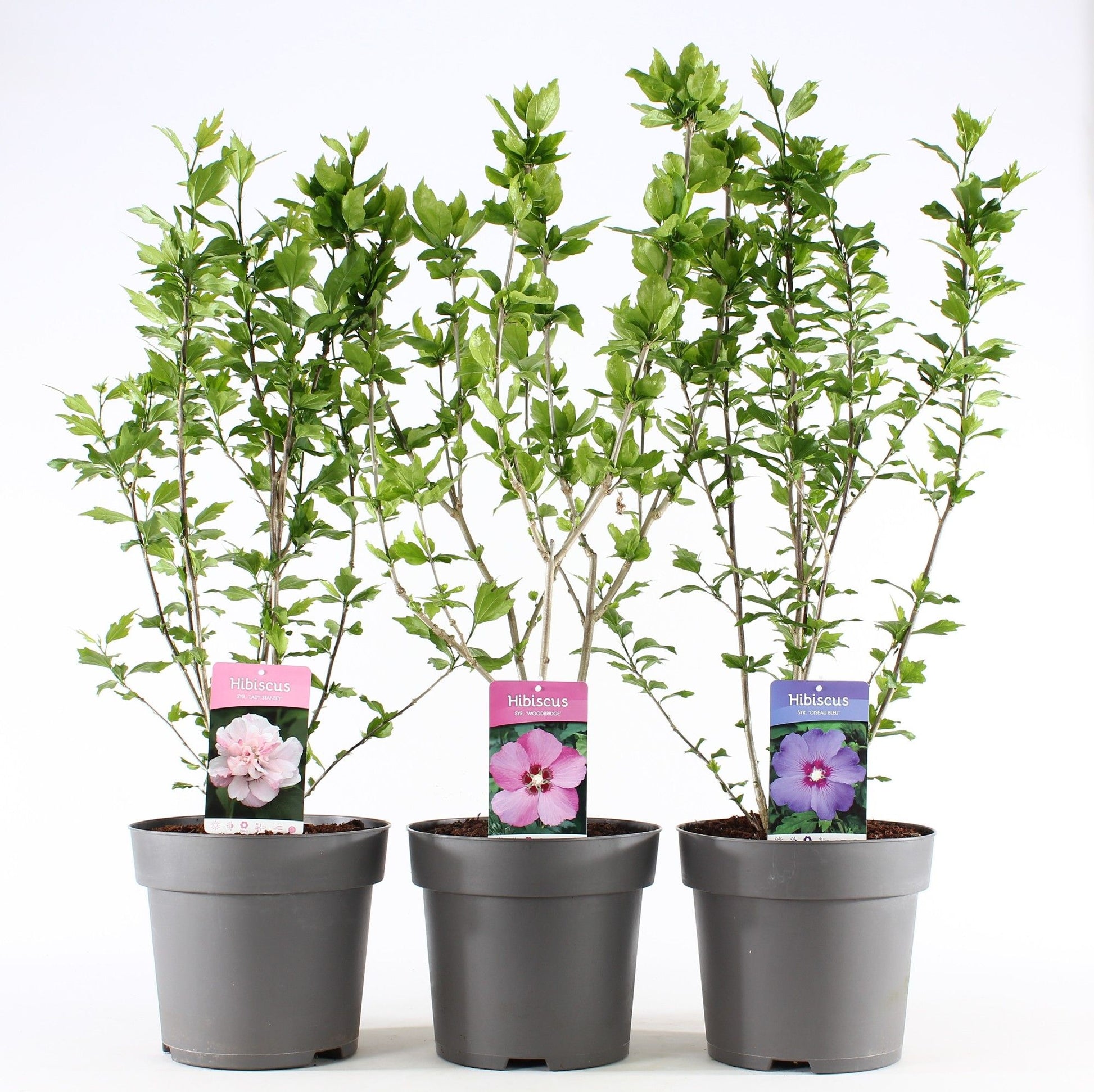 Hibiscus syriacus mix 100cm 28cm Pot