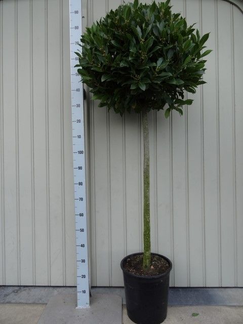 Laurus ball 4/4 standard lollipop 180cm 30cm Pot