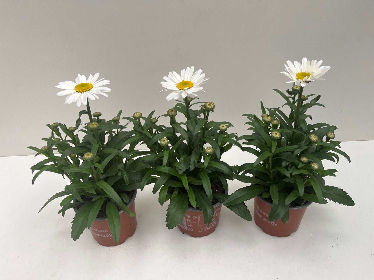 Leucanthemum maximum 30cm 12cm Pot