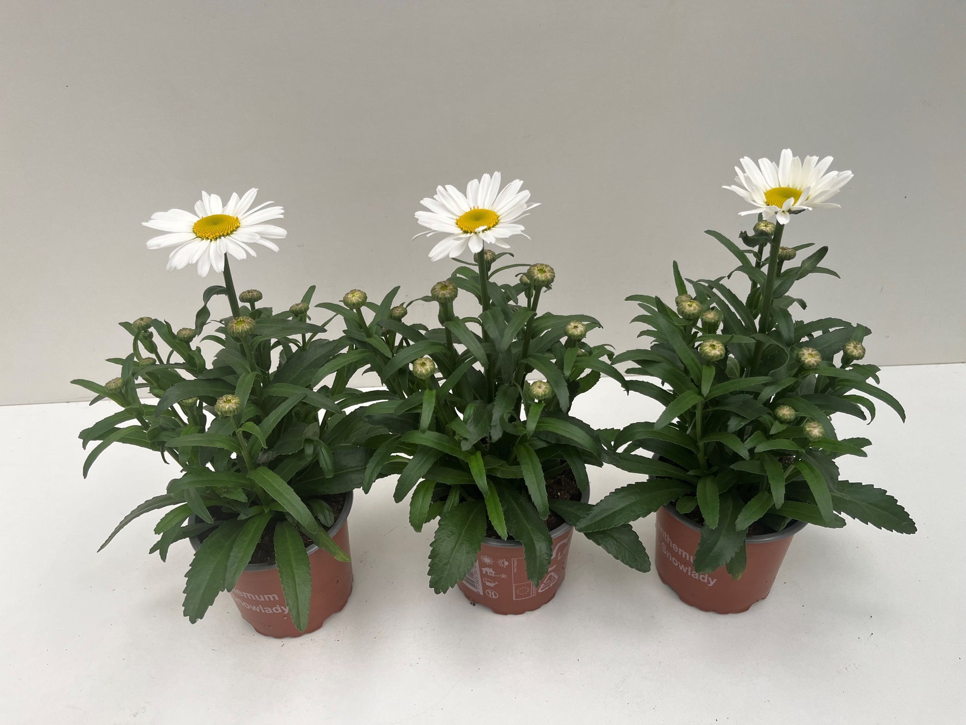 Leucanthemum maximum 30cm 12cm Pot