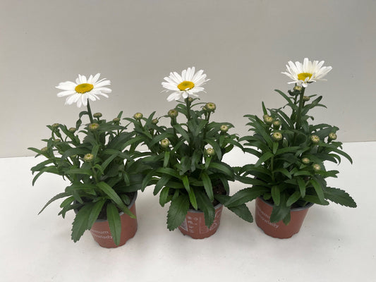 Leucanthemum maximum 30cm 12cm Pot