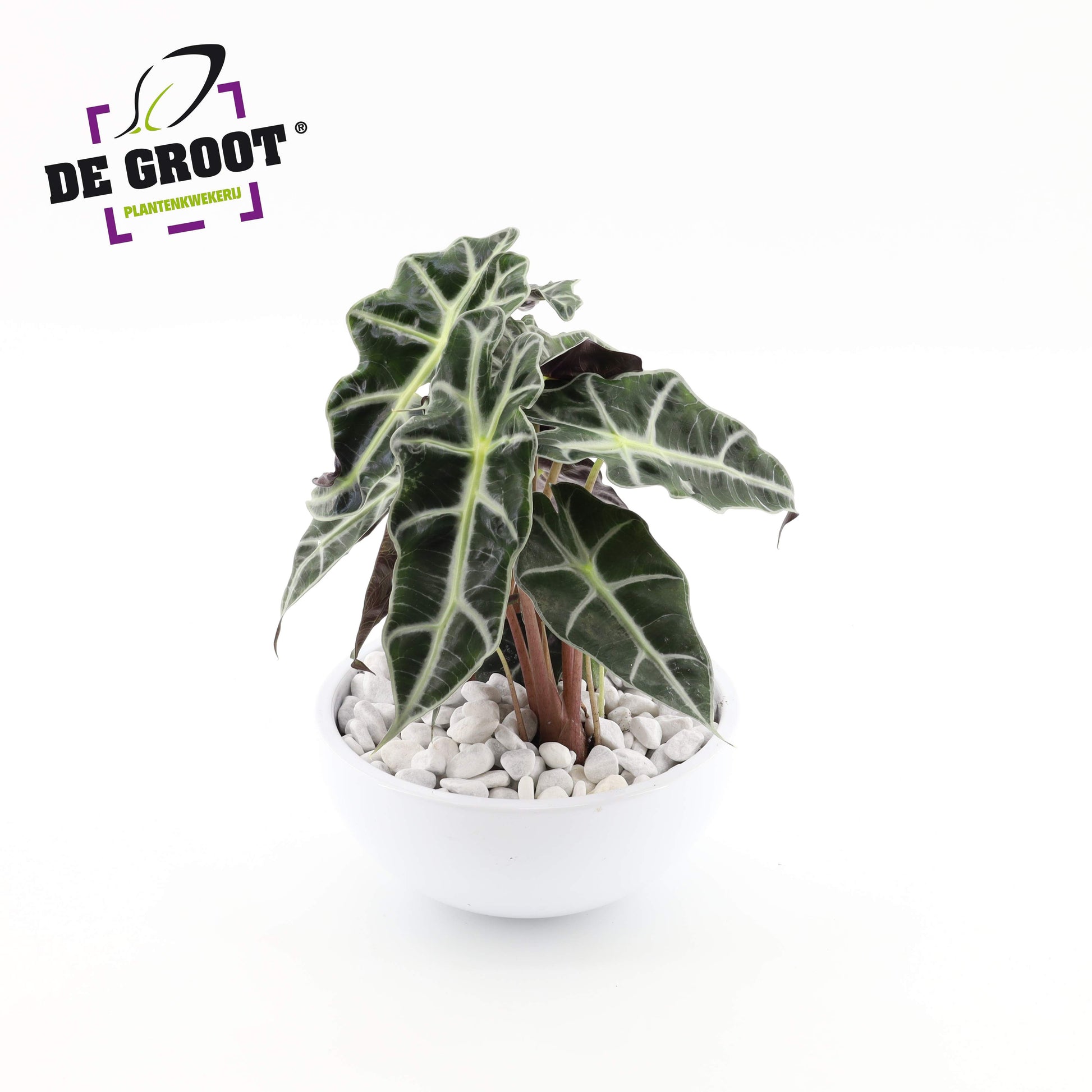 arr. Alocasia schaal 22cm Pot