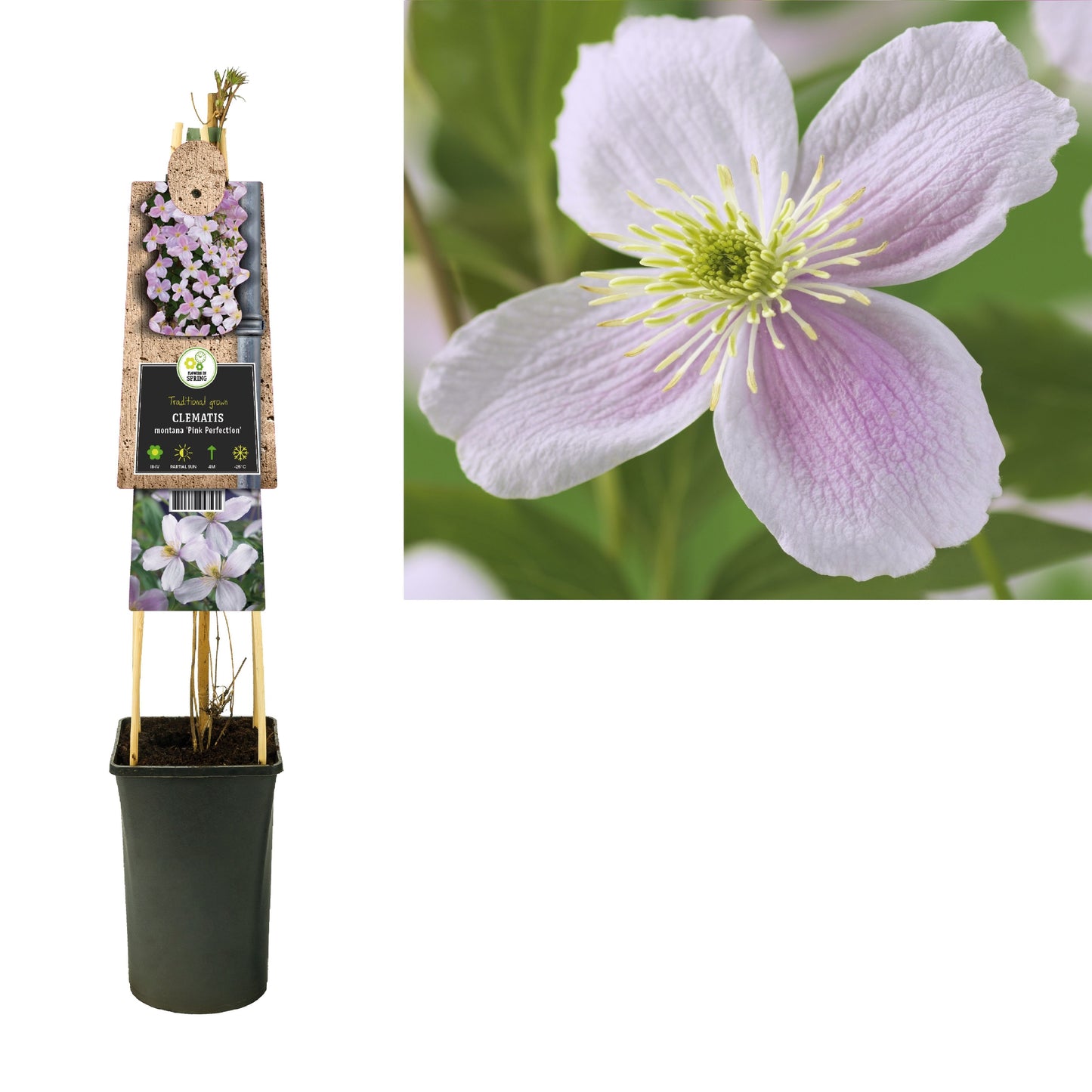Clematis mon. Pink Perfection 75cm 17cm Pot