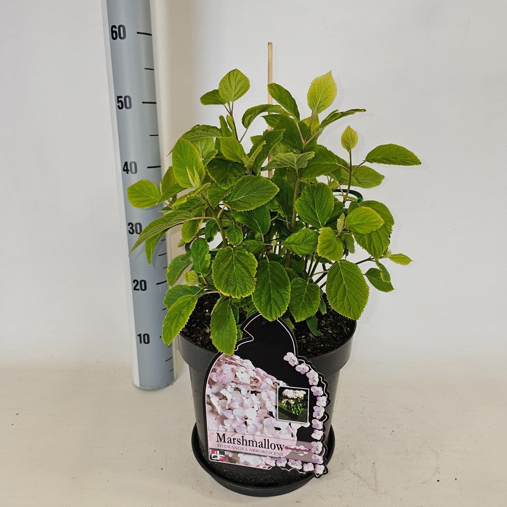 Hydrangea arborescens mix 75cm 26cm Pot