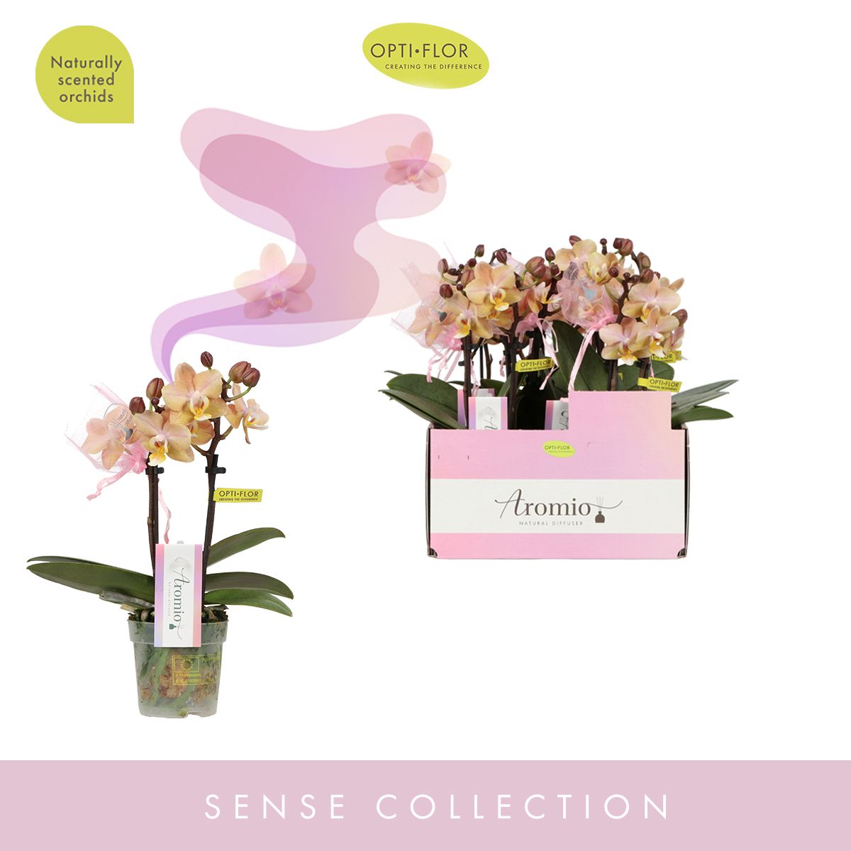 Phalaenopsis Aromio Honey 25cm 7cm Pot