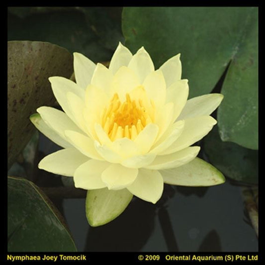 Nymphaea Joey Tomociki 30cm 18cm Pot