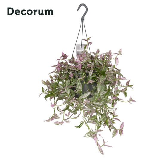 Tradescantia Pink Hill 35cm 17cm Pot
