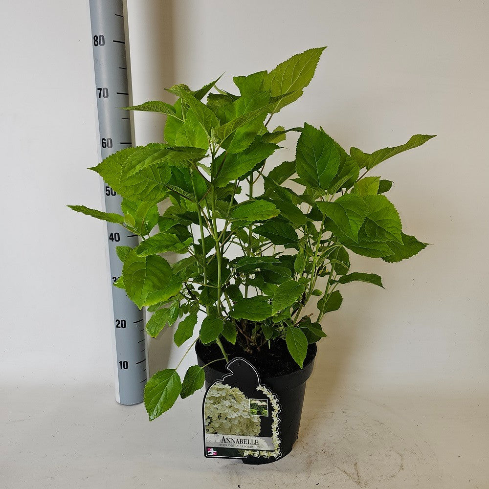 Hydrangea Annabelle 50cm 26cm Pot