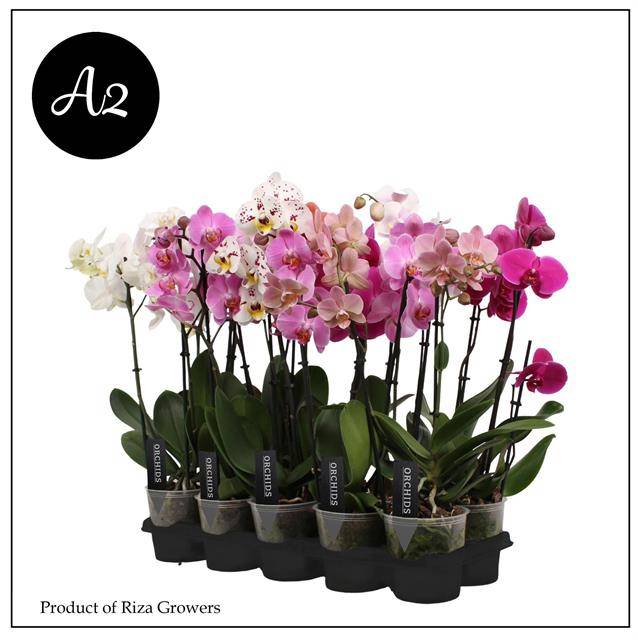 Phalaenopsis mix A2 50cm 12cm Pot