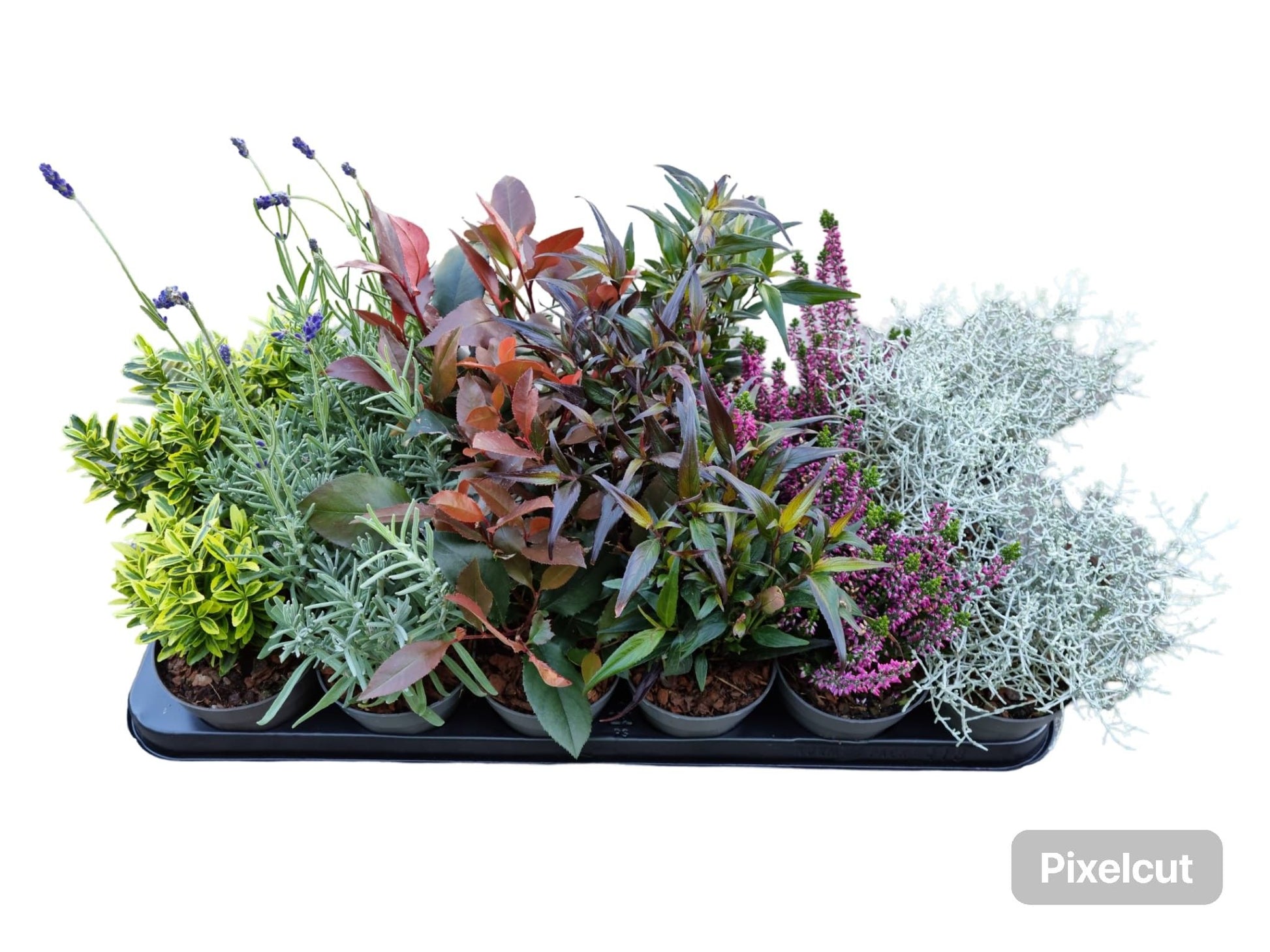 Shrubs mix 10cm 9cm Pot
