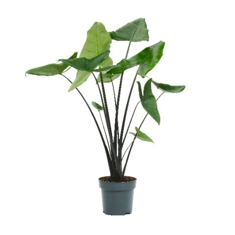 Alocasia Black Zebrina 130cm 24cm Pot