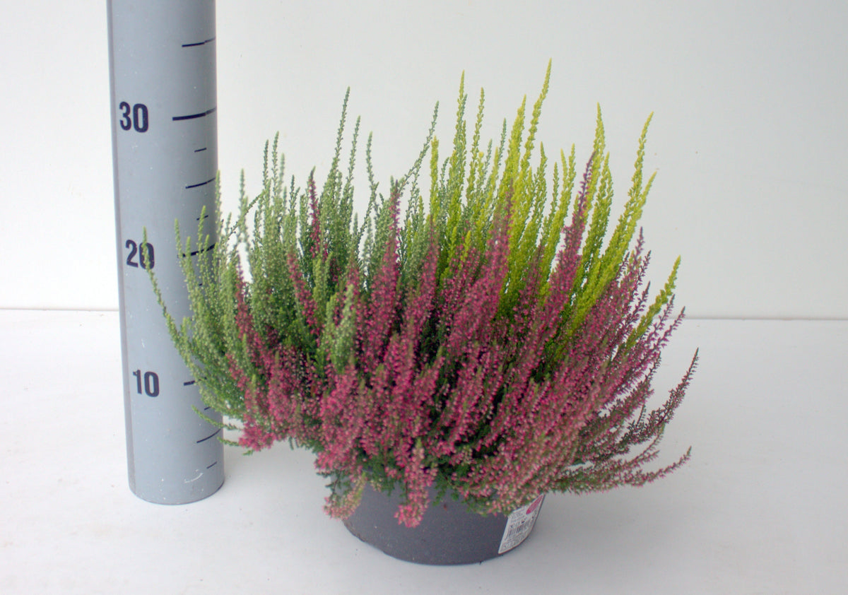 Calluna Garden Girls trio 28cm 23cm Pot