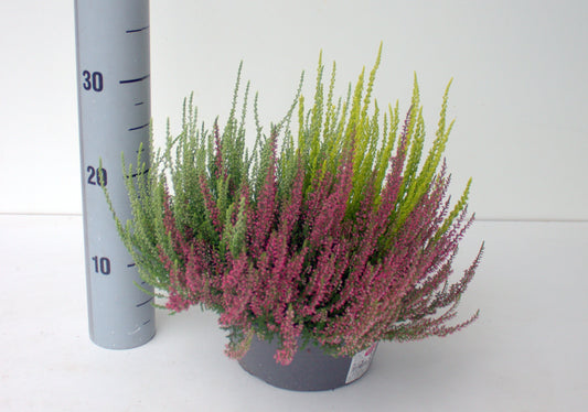 Calluna Garden Girls trio 28cm 23cm Pot