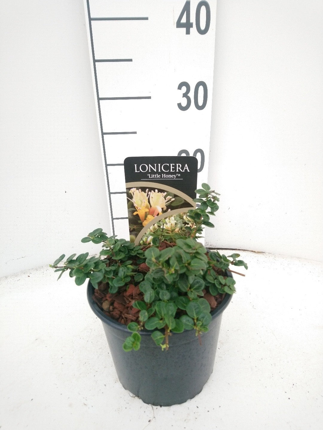 Lonicera Little Honey 15cm 17cm Pot