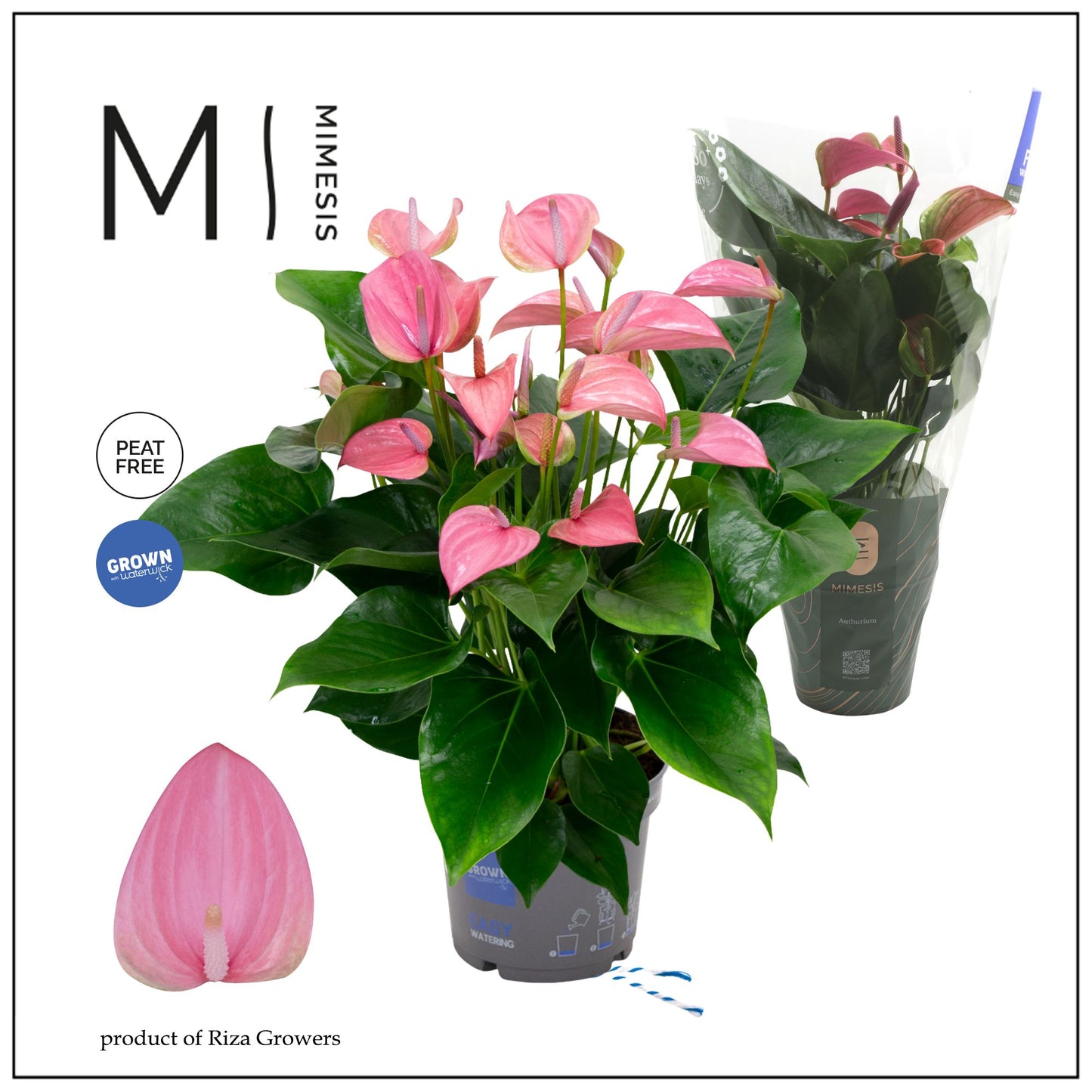 Anthurium Joli 55cm 17cm Pot