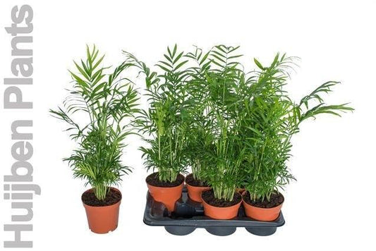 Chamaedorea elegans 60cm 17cm Pot