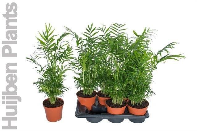 Huijben Plants Chamaedorea elegans Pack of 6