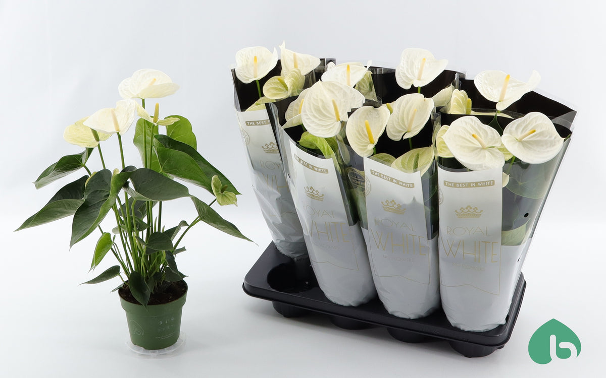 Anthurium Alpine 55cm 14cm Pot