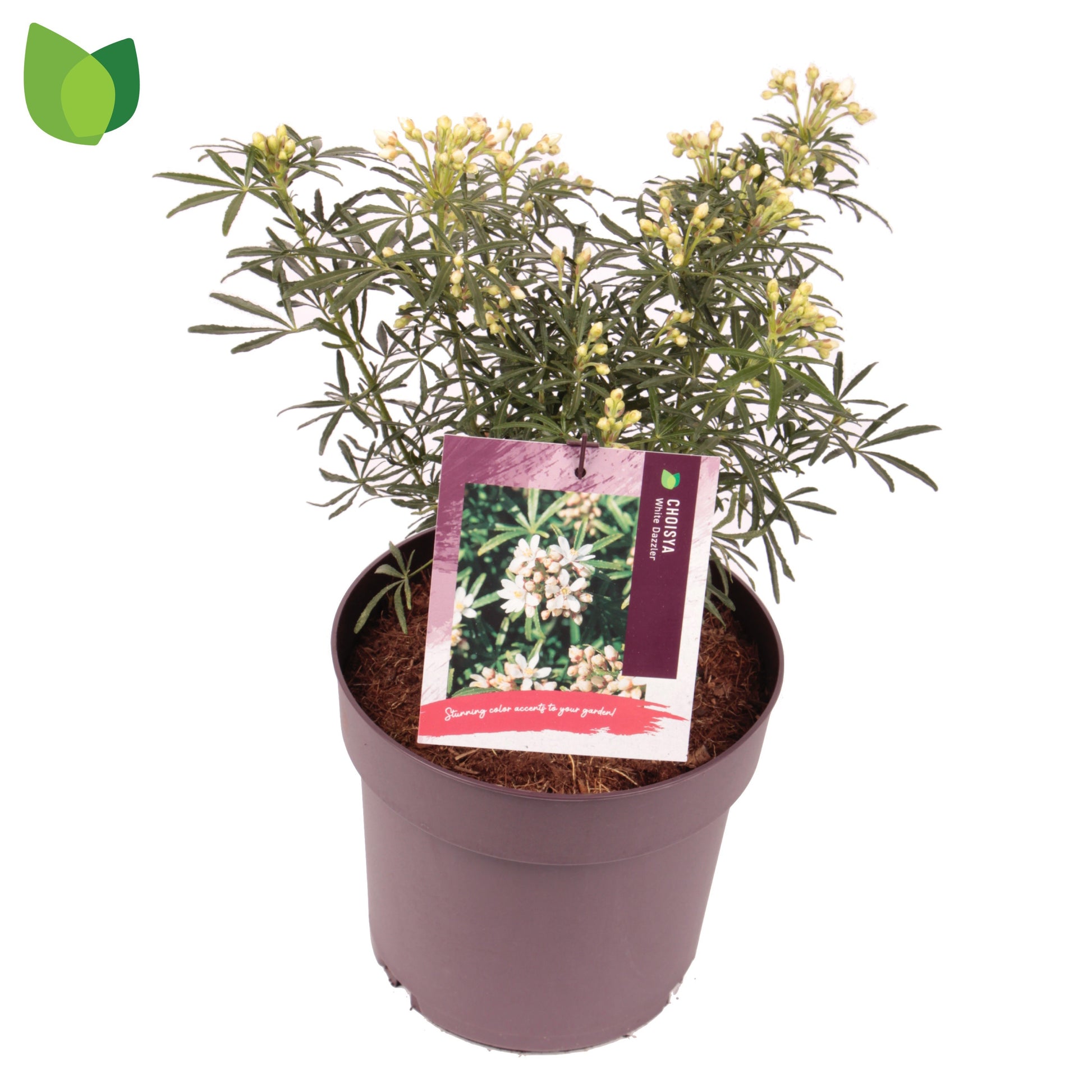 Choisya ternata Aztec Pearl 45cm 23cm Pot