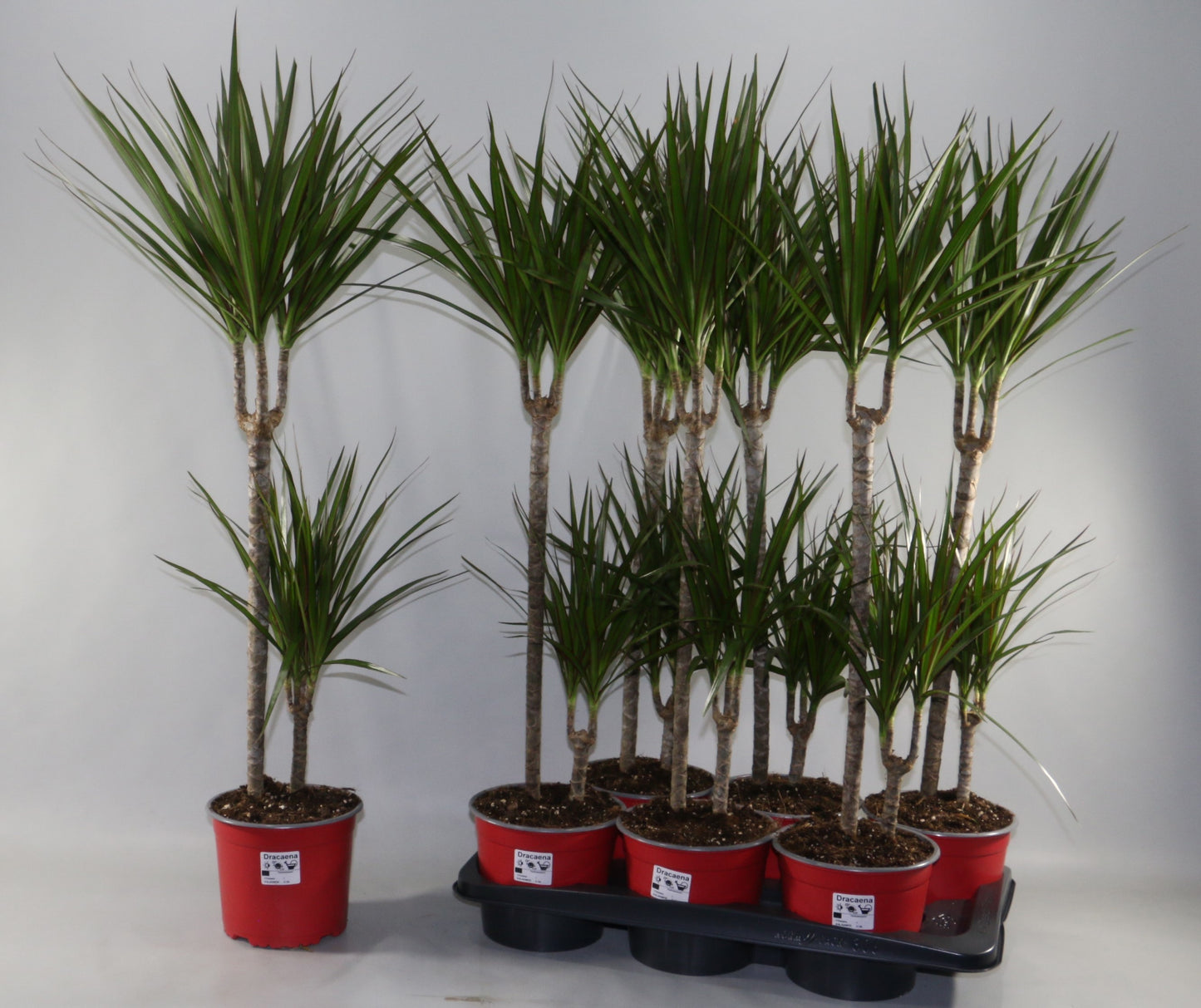 Sunshine Grow Dracaena marginata Pack of 6