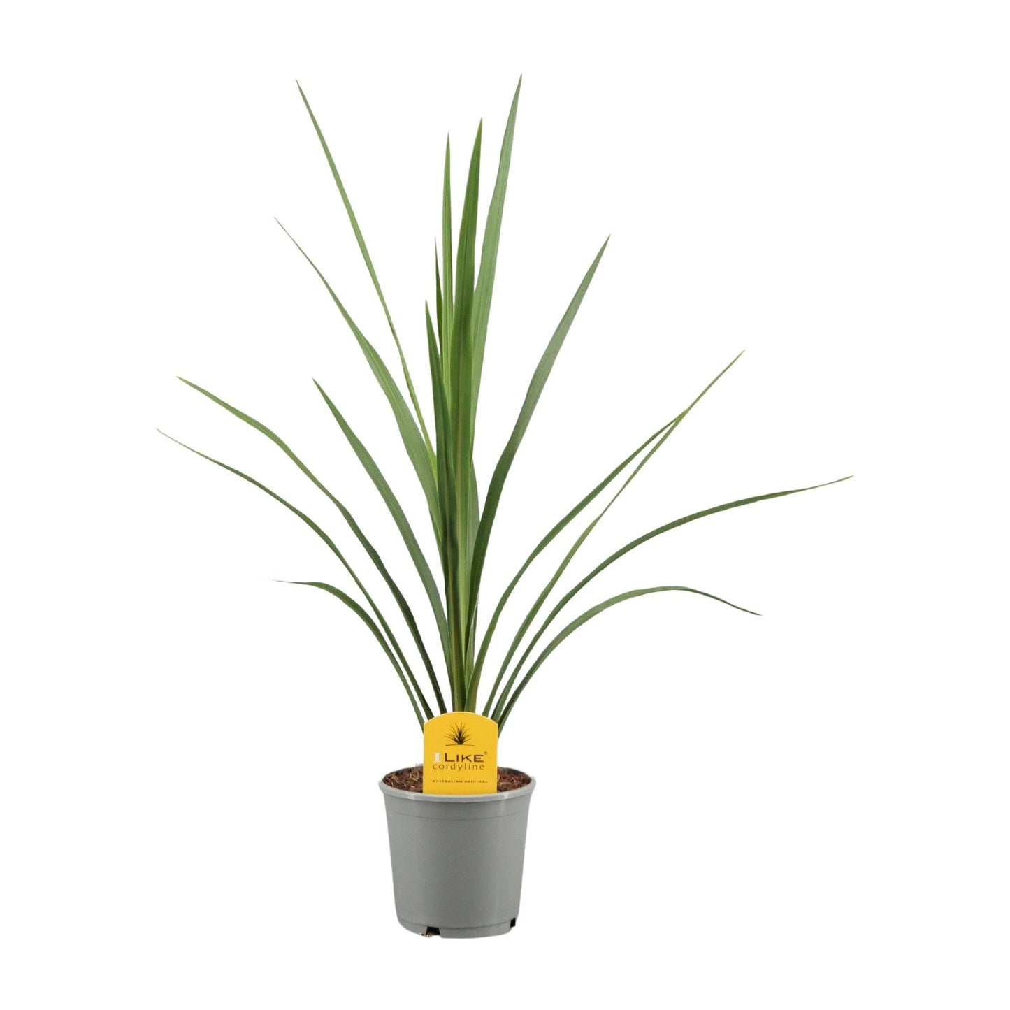 Cordyline Verde 60cm 13cm Pot