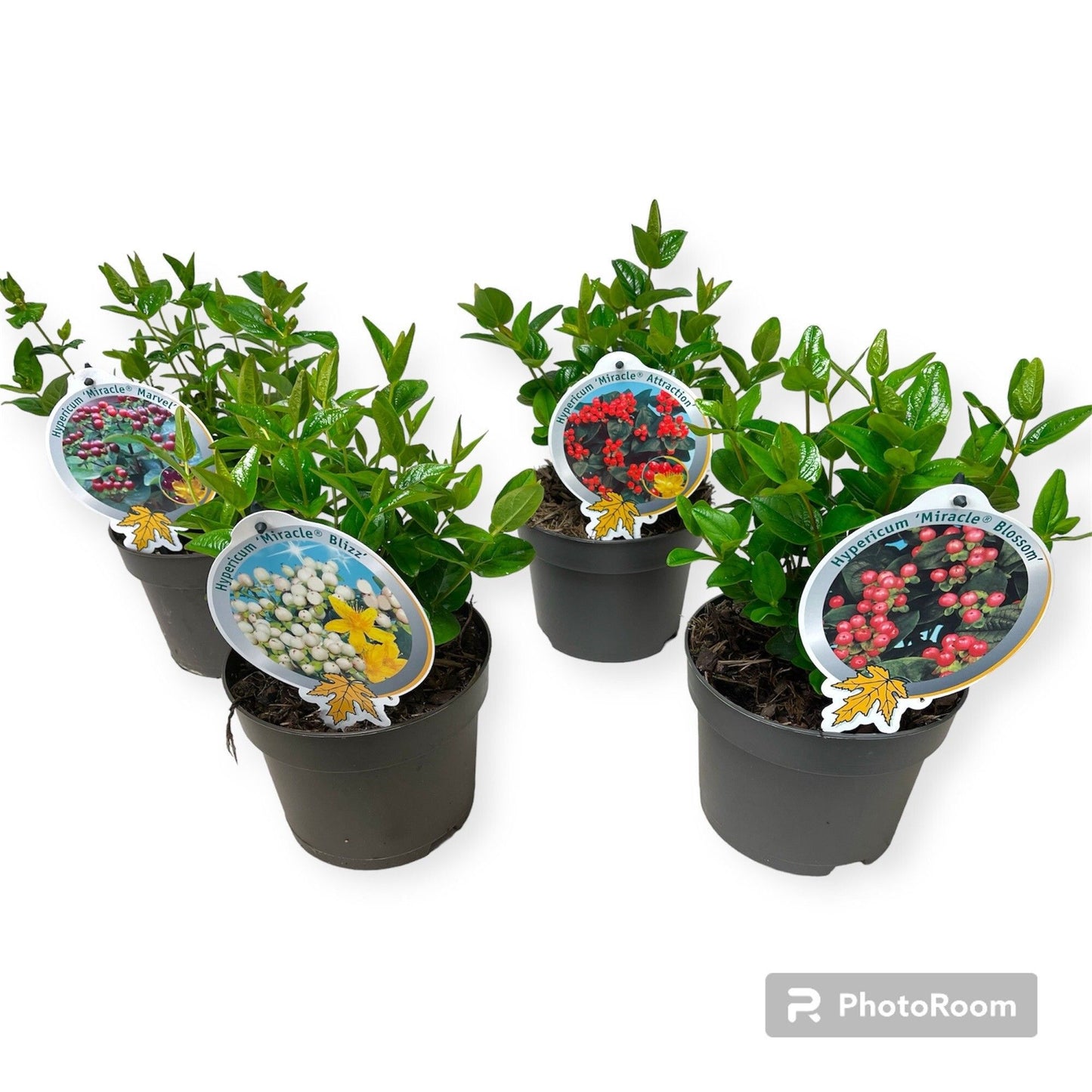 Hypericum Miracle mix 45cm 17cm Pot
