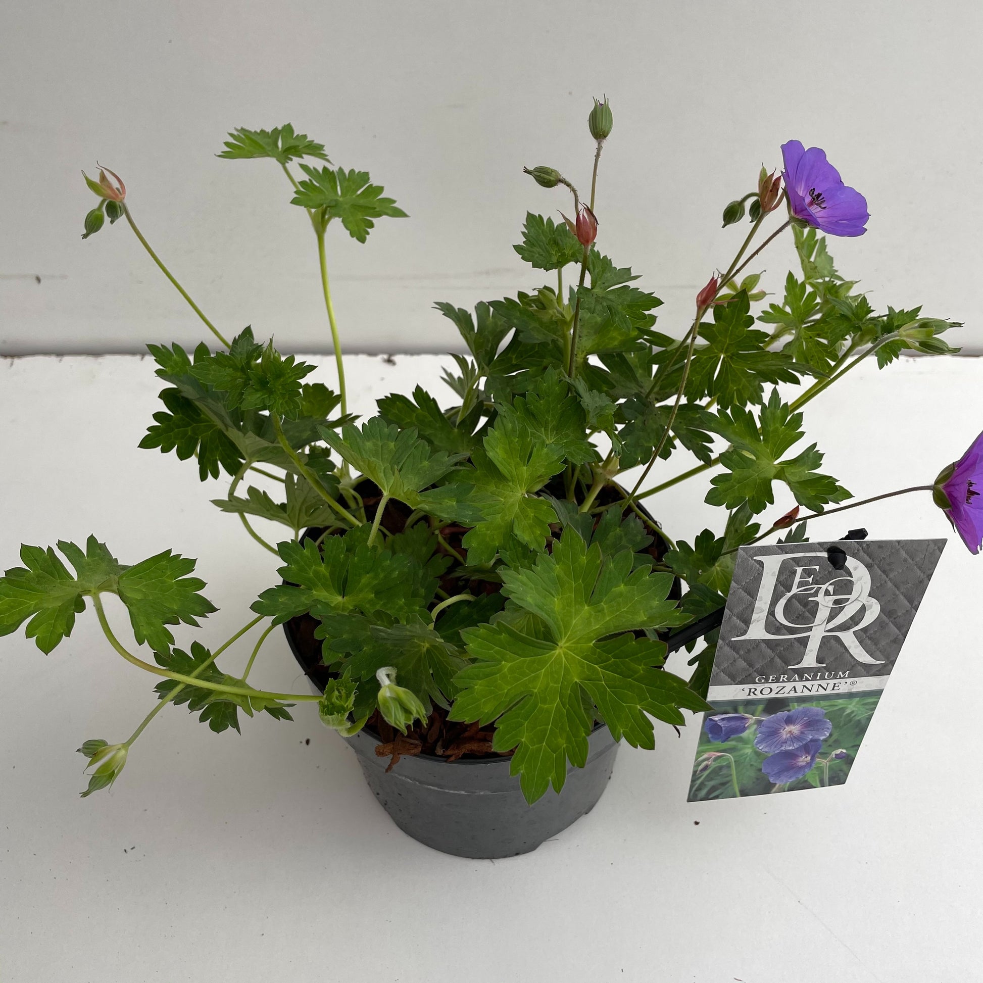 Geranium Rozanne (Hardy) 20cm 17cm Pot