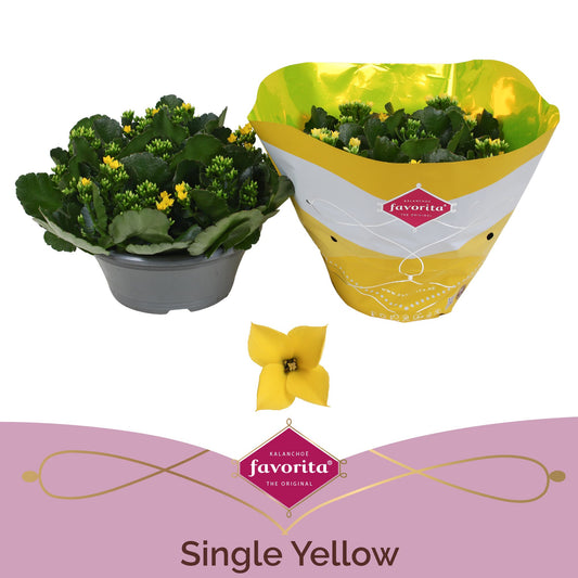 Kalanchoe Coto Yellow 27cm 23cm Pot