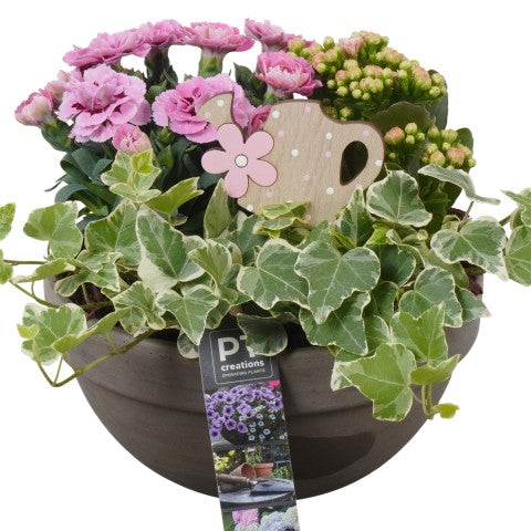 PTPP6929 Arrangementen Perkplanten 20cm 19cm Pot