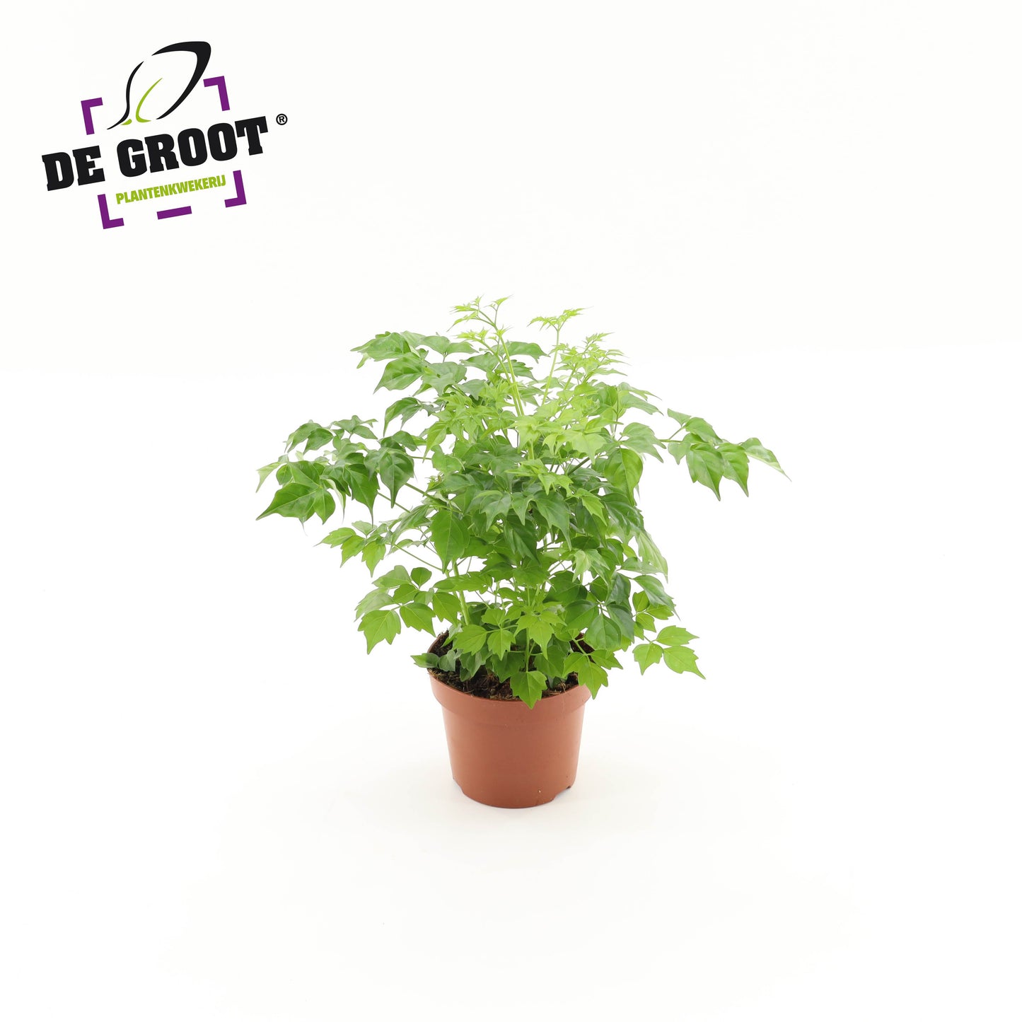 Radermachera sinica 25cm 12cm Pot